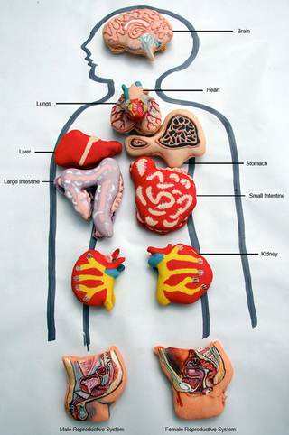 Illustration for article titled Hand-Painted Macaron Cookies Resemble Colorful Cartoon Organ Meat